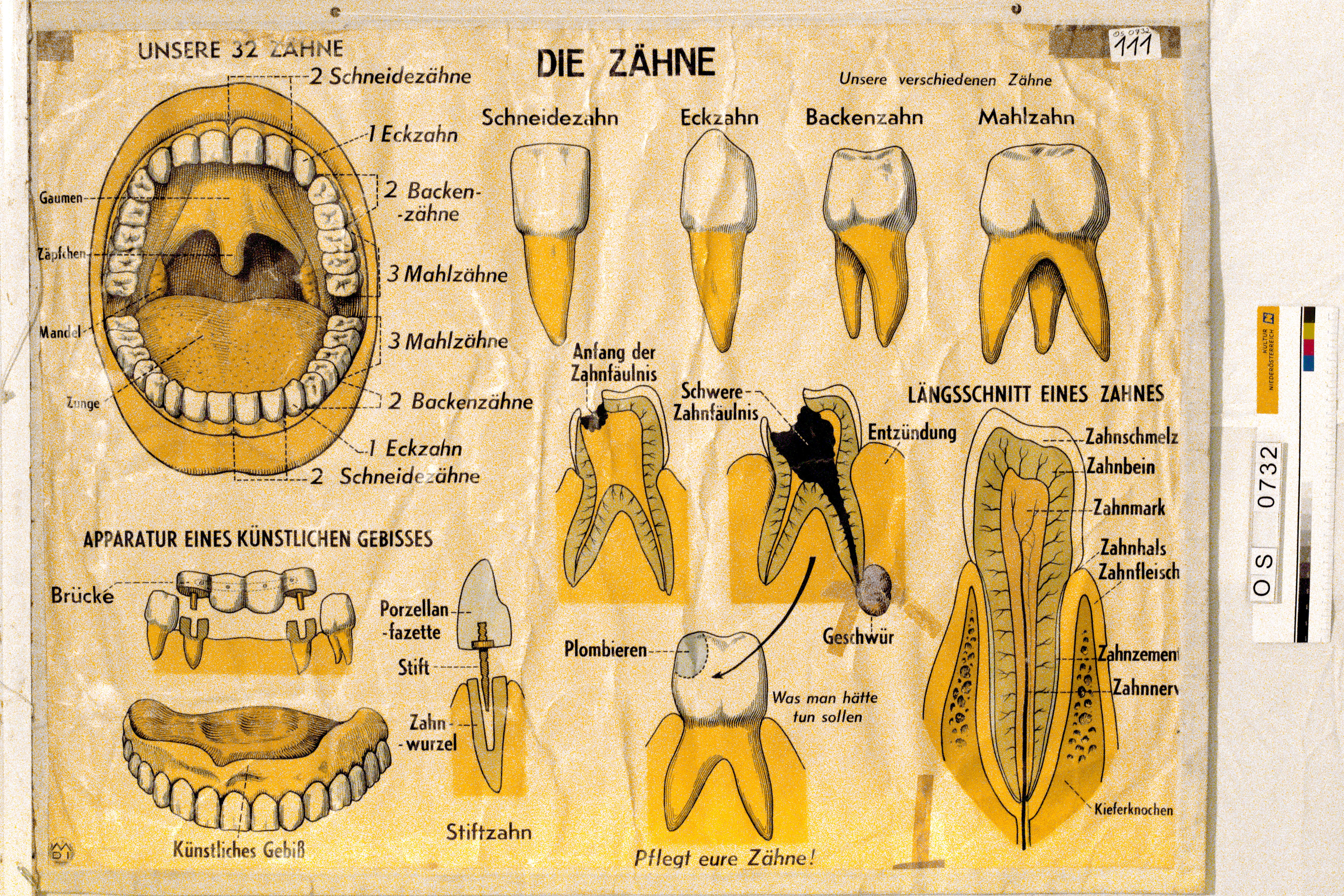 Schulwandbild - Die Zähne